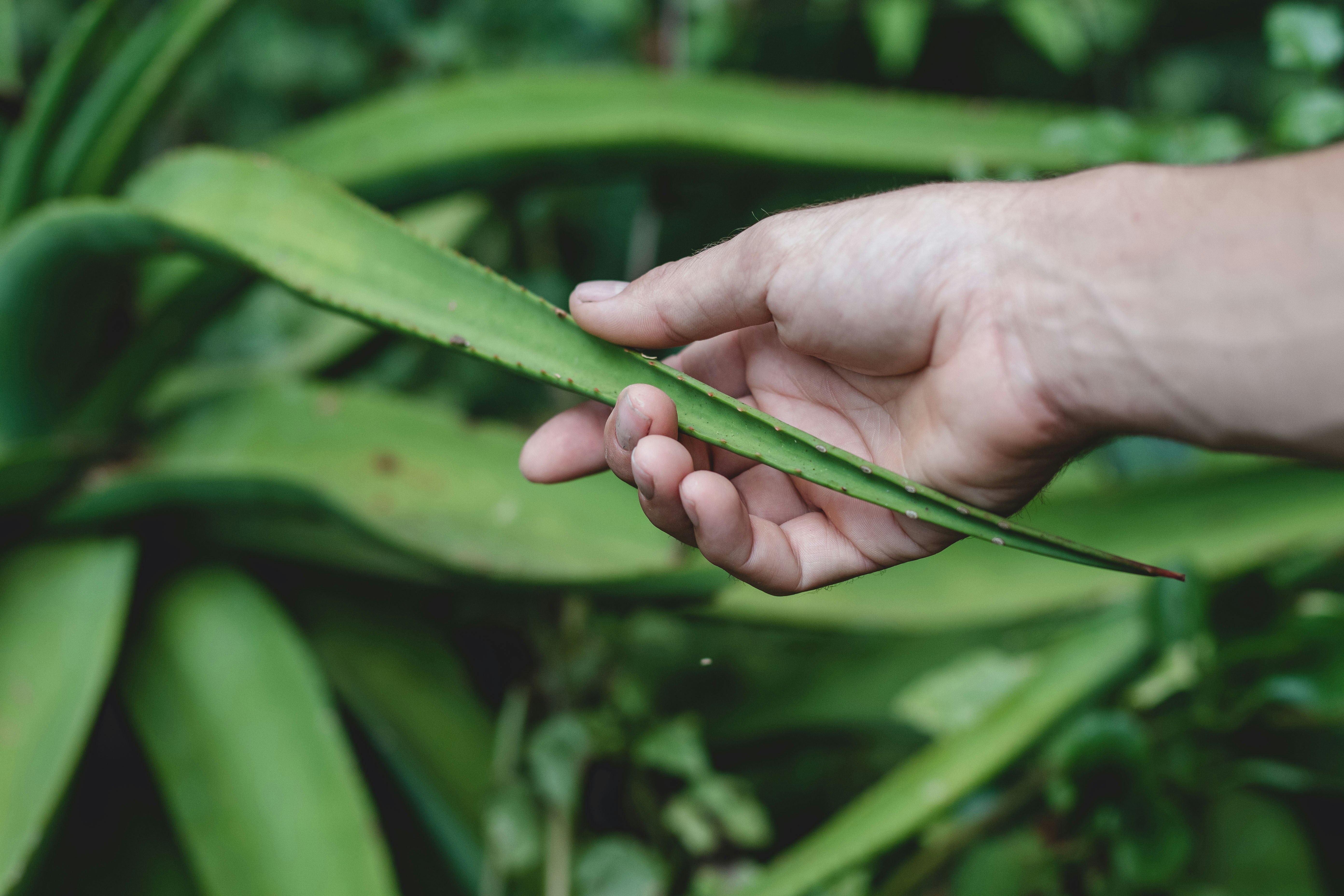 Aloe vera